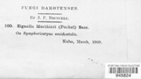 Zignoella morthieri image